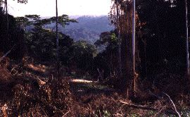 Cleared field in the rain forest